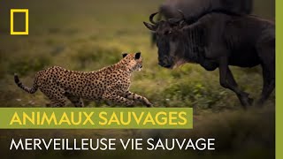 Ode à la vie sauvage [upl. by Rehpotsirhcnhoj]