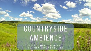 🐦 Countryside Ambience  Sleepy Meadow Nature Sounds for Sleeping and Reducing Stress [upl. by Naiditch]