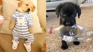 Şirin Yavru Köpek VideolarıKomik ve EğlenceliBaby DogsCute and Funny Dog Videos Compilation9 [upl. by Gertruda]