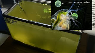 Raising Daphnia for the Freshwater Aquarium [upl. by Dom]