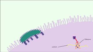 E coli 0157H7 Part 2  Pathogenesis amp Complications [upl. by Llejk524]