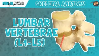 Lumbar Vertebrae L1L5 Anatomy [upl. by Harmonia]