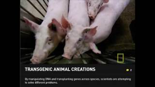 Transgenic Examples  National Geographic [upl. by Walliw]