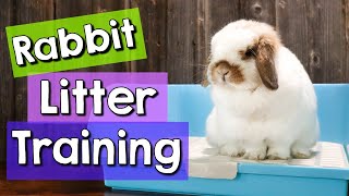 8 Rabbit Litter Training Tips amp BEST Litter Boxes [upl. by Liahkim]