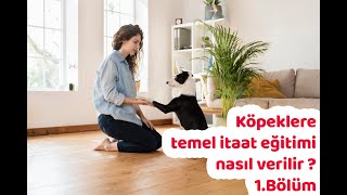 Köpeklere temel itaat eğitimi nasıl verilir  1Bölüm [upl. by Sager]