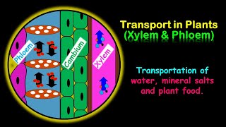 Transport in Plants Xylem amp Phloem [upl. by Malet]