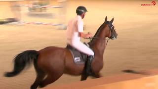 Ludger Beerbaum  Cool Down  Late Entry  Riesenbeck International  2016 [upl. by Etiuqal]