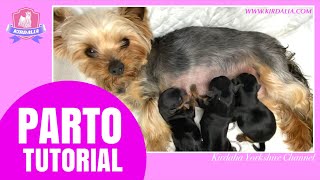 PARTOTUTORIAL hembra primeriza YORKSHIRE TERRIER [upl. by Oenire]