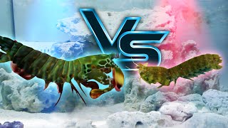 Giant Mantis Shrimp VS Small Mantis Shrimp [upl. by Esteban]