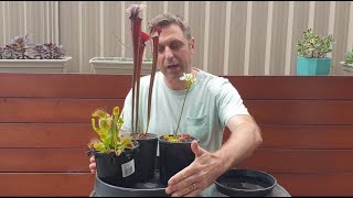 Carnivorous Plants Care  Water Tray Tips [upl. by Tanny]