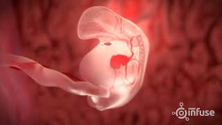 Fetal Development 3D Animation  Infuse Medical [upl. by Swetiana751]