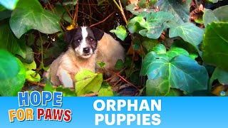 Saving five orphaned puppies  watch until the end for an amazing transformation puppy [upl. by Neetsuj116]