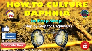 HOW TO CULTURE DAPHNIA In Easy Way [upl. by Vona]