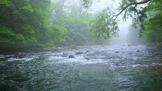 Green Forest River Flowing in Rainy Weather Nature Sounds Forest River White Noise for Sleeping [upl. by Kaia986]