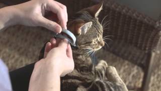 How to Use Seresto for Cats  HD [upl. by Strep]