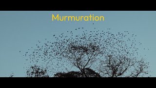 Murmuration [upl. by Attennaej398]