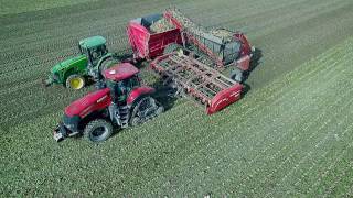 Bernia Family Farms Inc Sugar Beet Harvest 2016 [upl. by Irallih]