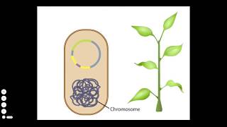 Agrobacterium A Plant Gene Transfer Vector [upl. by Nebur]