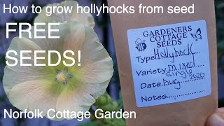 How to grow Hollyhocks from seed [upl. by Hiller]