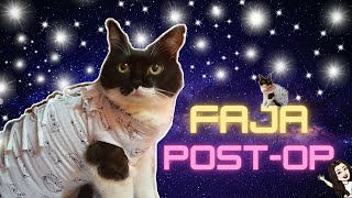 COMO HACER FAJA POST OPERACION PARA GATOS MUY FACILDIY [upl. by Wellington970]