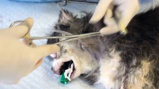 Esophagostomy Tube Placement Critical Care In Small Animal Practice [upl. by Netram949]